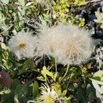 Clematis lasiantha Fruit