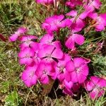 Dianthus pavonius Floare