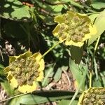 Bupleurum ranunculoides Blüte