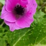 Anemone coronaria Flower