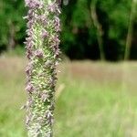 Phleum pratenseFiore