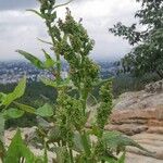 Rumex abyssinicus Flor