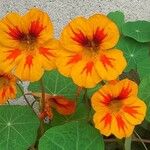 Tropaeolum majus Άλλα