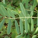 Tephrosia noctiflora Feuille