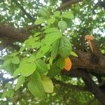 Erythroxylum havanense Листок