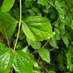 Philadelphus inodorus Blad