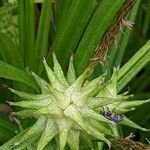 Carex grayi Fruit