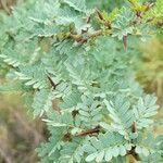 Parkinsonia praecox Лист