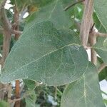 Juanulloa mexicana Hoja