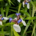 Trimezia gracilis Floare