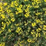 Coronilla minima Lorea