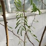 Vachellia farnesiana Blatt