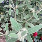 Phlomis italica Φύλλο