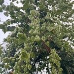 Koelreuteria paniculata autre