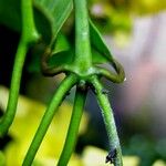 Odontadenia macrantha Froito