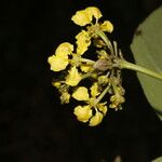 Stigmaphyllon lindenianum