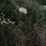 Cephalaria leucantha Fleur