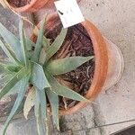 Aloe striata Vivejo