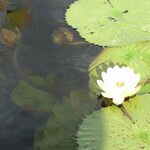 Nymphaea lotus Blatt