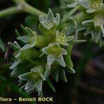 Scleranthus uncinatus Other