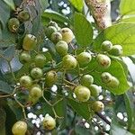 Cordia dentata (Fruit)