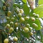 Cordia dentata Φρούτο