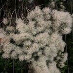 Melaleuca linariifolia Kukka