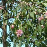 Camellia rosiflora Elinympäristö