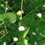 Melanthera nivea Flower