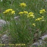 Erysimum sylvestre Habitus