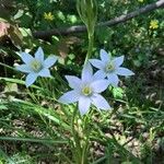 Ornithogalum gussonei Цвят