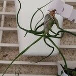 Tillandsia bulbosa List