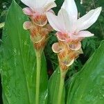Curcuma zedoaria Blüte