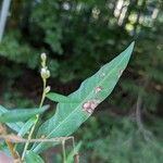 Persicaria mitis ഇല