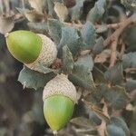 Quercus rotundifolia Fruit