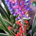 Aechmea gamosepalaÕis