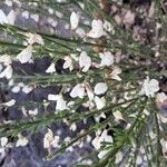Cytisus multiflorus ফুল