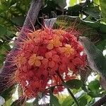 Saraca indicaFlower