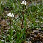 Arabis soyeri Habit