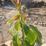 Persea americana Leaf