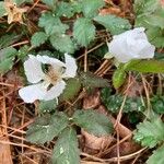 Rubus albiflorus Flower