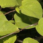 Jacquemontia tamnifolia Blatt