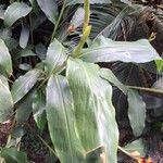 Hedychium gardnerianumLeaf