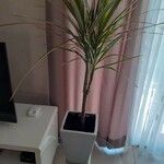 Dracaena reflexaΦύλλο