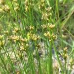 Juncus filiformis 葉