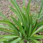 Agapanthus africanus Leaf