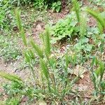 Hordeum pusillum Blad