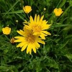 Tragopogon pratensis Fleur