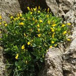 Linum arboreum Natur