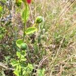 Hibiscus aponeurus Fruto